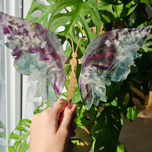 XL Fluorit Schmetterlingsflügel